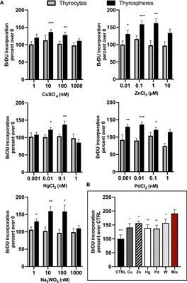 Thyroid Stem Cells But Not Differentiated Thyrocytes Are Sensitive to Slightly Increased Concentrations of Heavy Metals